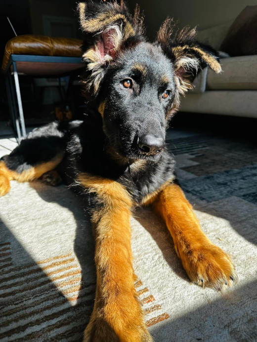 Winter sun through a window show off GSD pup's color.