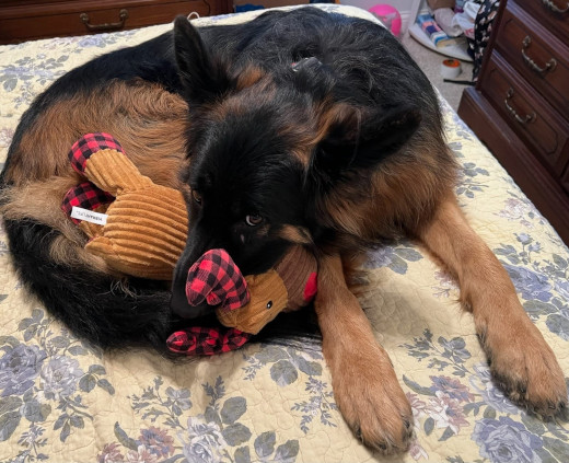 Soft-eyed adult GSD curled up with toy.