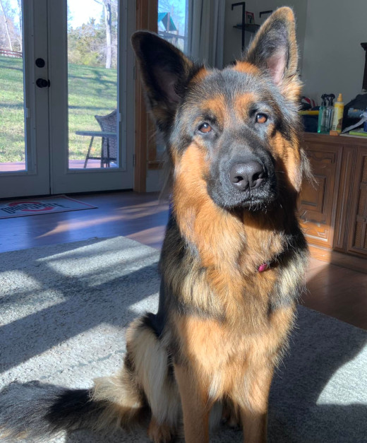 Adult GSD posing inside in the sun.