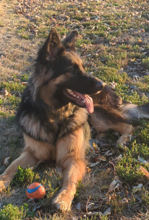 A GSD lying with her ball.