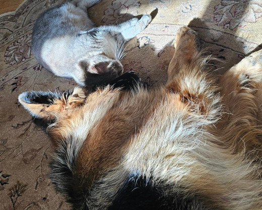 GSD and cat sleeping together in the sunlight.