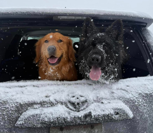 Two dogs leaning out of a snow covered car