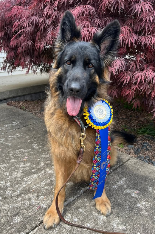 Colorful GSD puppy standing in the snow, ready to play