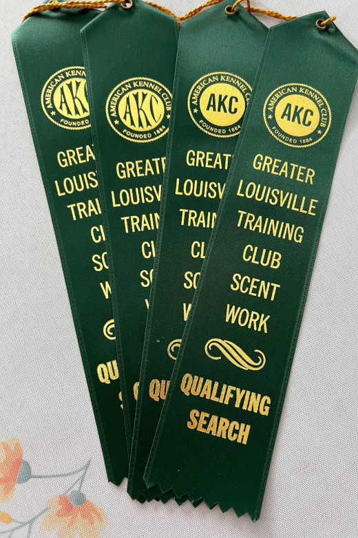 Colorful GSD puppy standing in the snow, ready to play