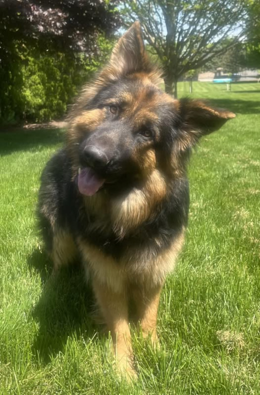 Colorful GSD puppy standing in the snow, ready to play