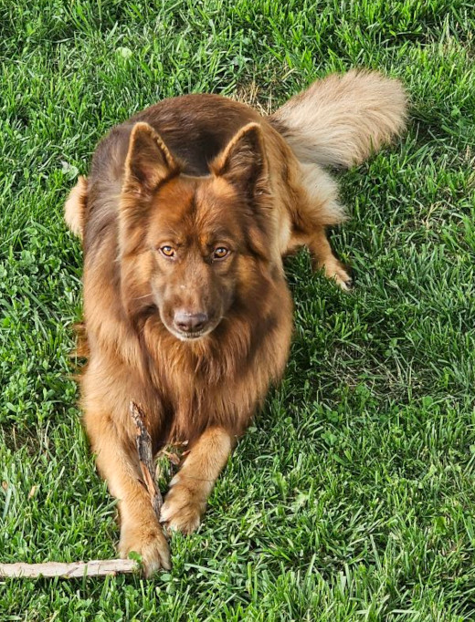 Colorful GSD puppy standing in the snow, ready to play