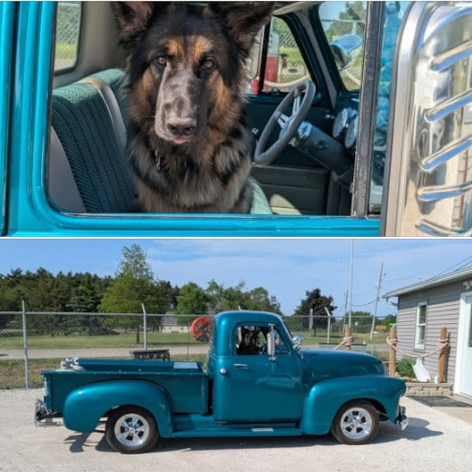 Colorful GSD puppy standing in the snow, ready to play