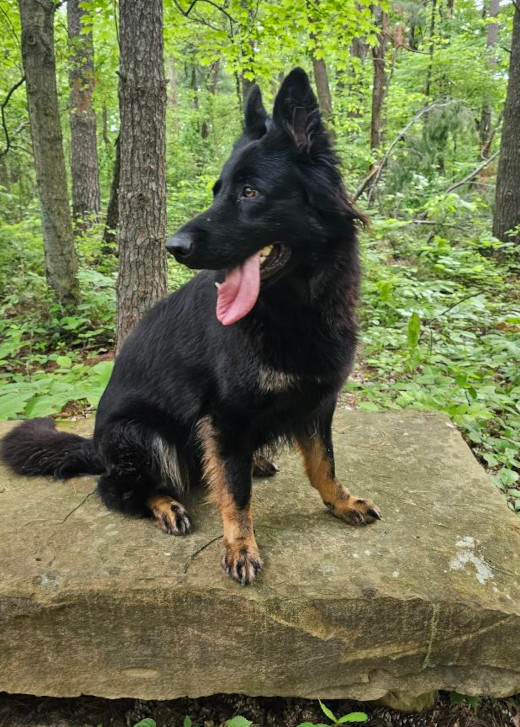 Colorful GSD puppy standing in the snow, ready to play