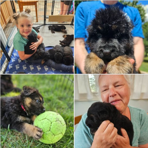 Colorful GSD puppy standing in the snow, ready to play