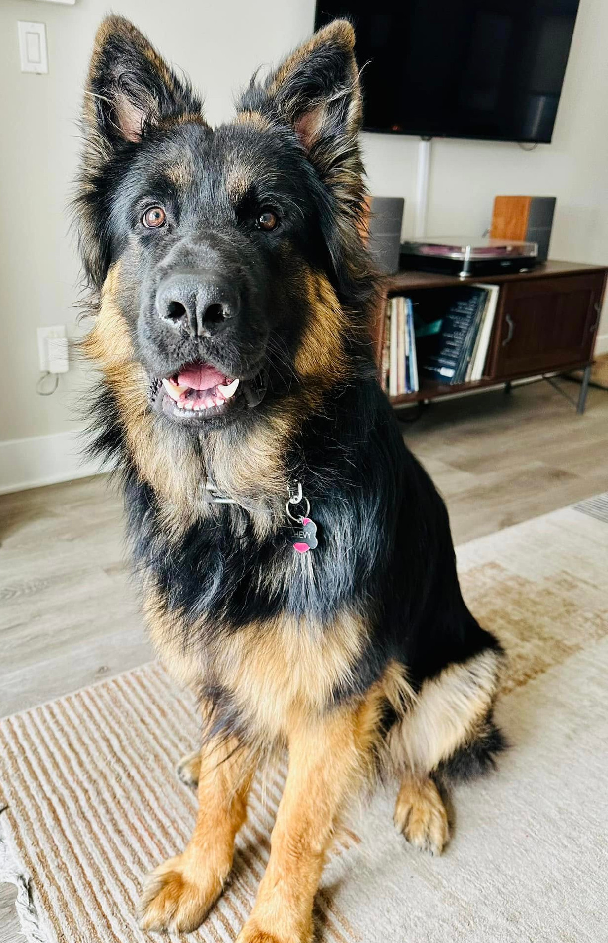 Colorful GSD puppy standing in the snow, ready to play