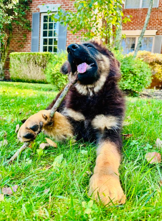 Colorful GSD puppy standing in the snow, ready to play