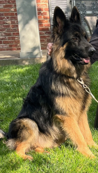 Colorful GSD puppy standing in the snow, ready to play