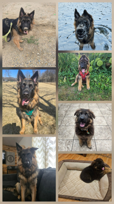 Colorful GSD puppy standing in the snow, ready to play