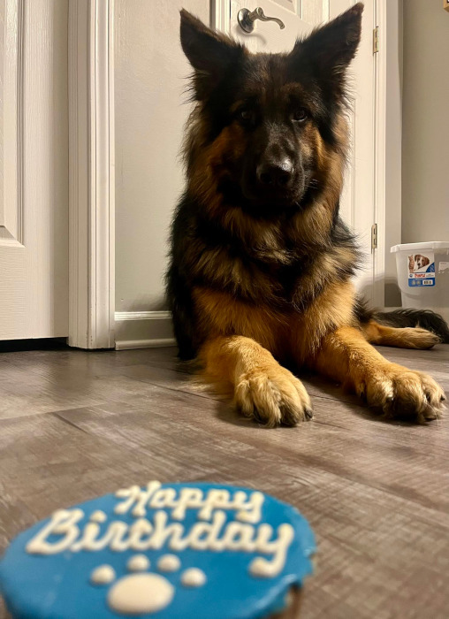 Colorful GSD puppy standing in the snow, ready to play