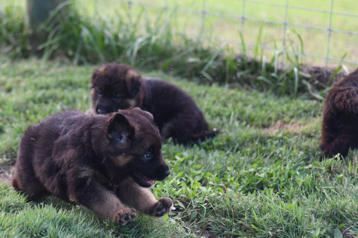 Colorful GSD puppy standing in the snow, ready to play