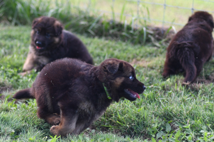 Colorful GSD puppy standing in the snow, ready to play