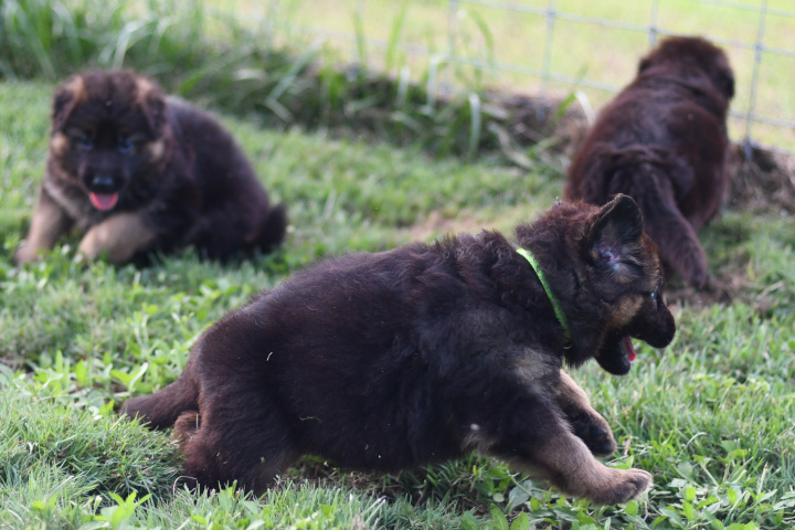 Colorful GSD puppy standing in the snow, ready to play